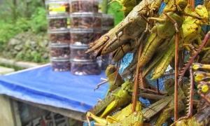 kuliner ekstrem Jogja