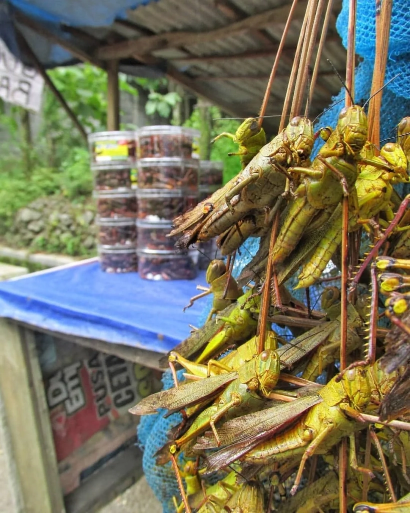 kuliner ekstrem Jogja