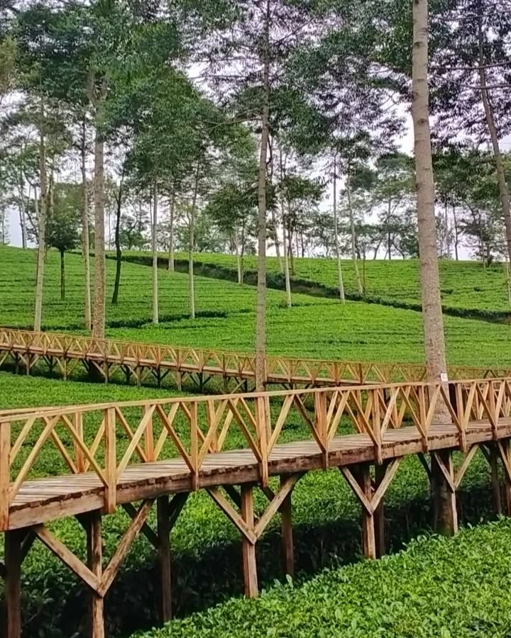 jembatan kebun teh panama