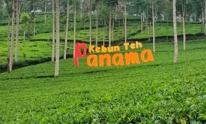 kebun teh panama dieng