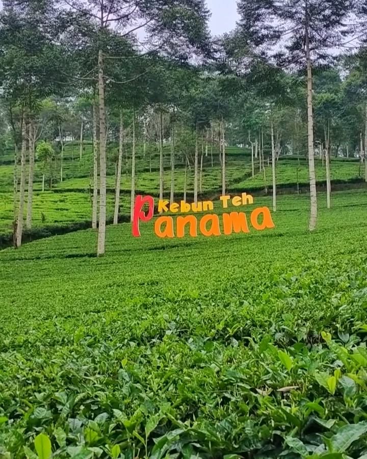 kebun teh panama dieng