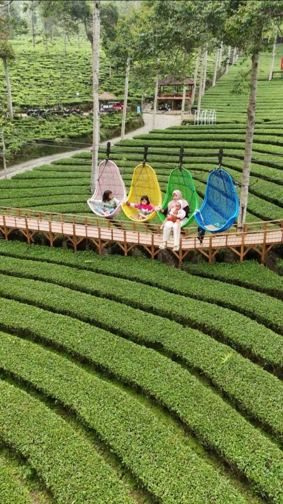 keranjang sultan kebun teh panama